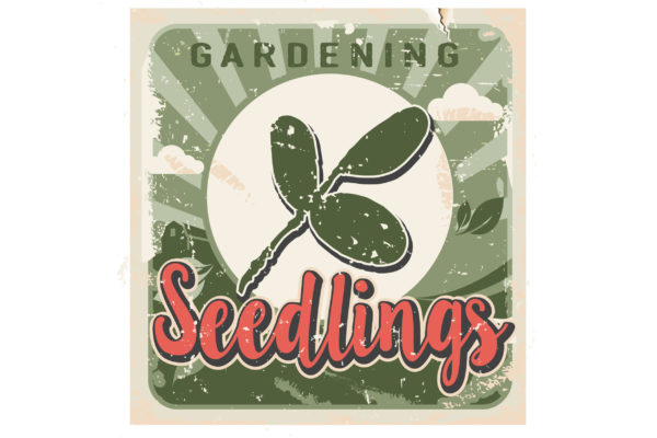 Seedlings